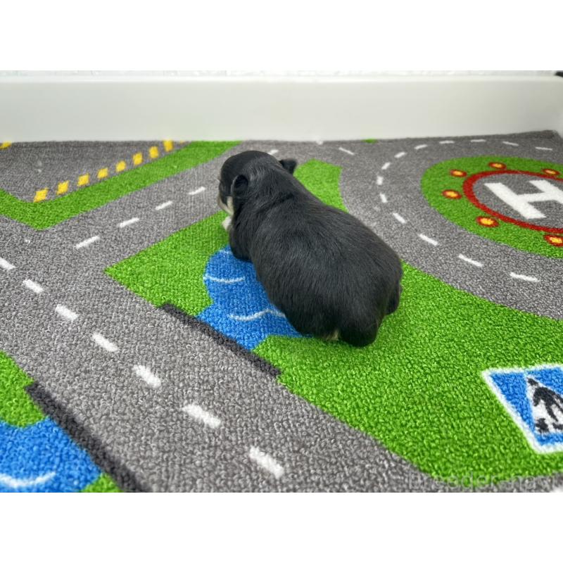 販売中の愛知県のチワワ(ロングコート)-446726の3枚目