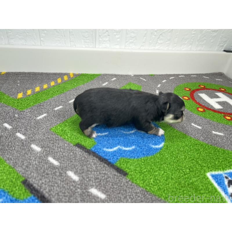 販売中の愛知県のチワワ(ロングコート)-446726の2枚目