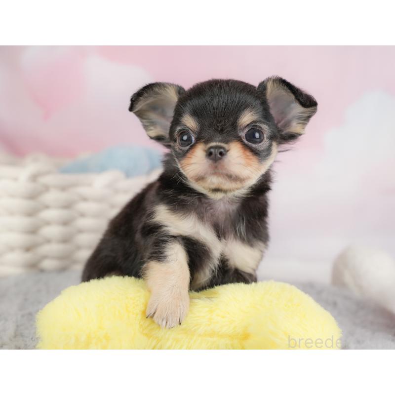 販売中の埼玉県のチワワ(ロングコート)-446729の12枚目