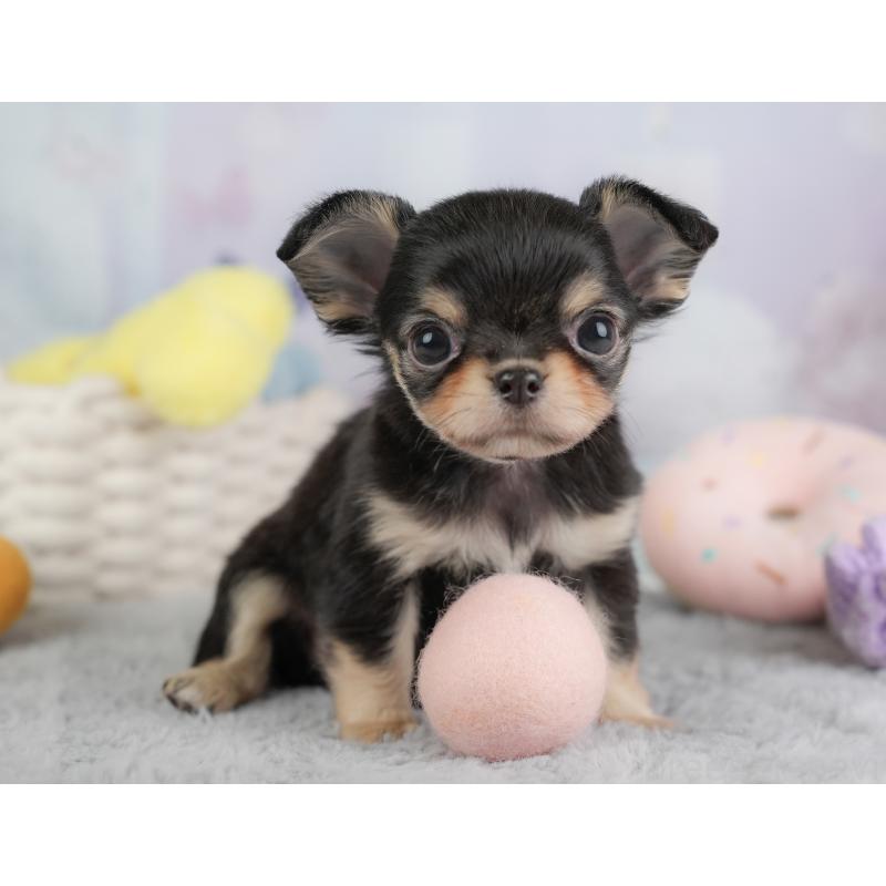 販売中の埼玉県のチワワ(ロングコート)-446729の11枚目