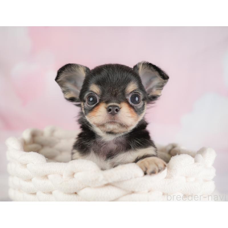 販売中の埼玉県のチワワ(ロングコート)-446729の9枚目