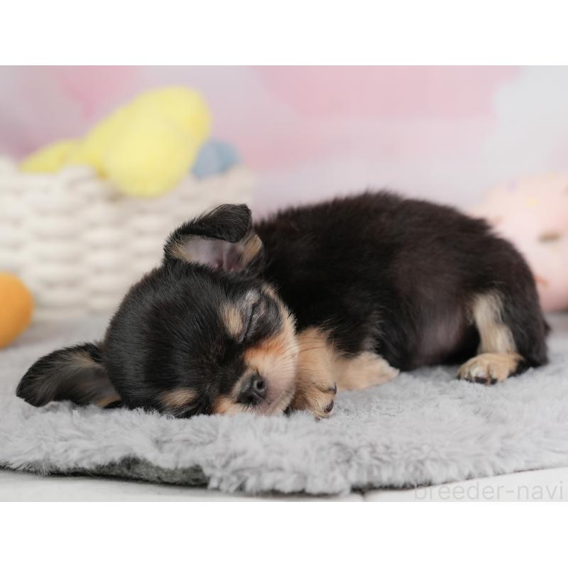 販売中の埼玉県のチワワ(ロングコート)-446729の8枚目