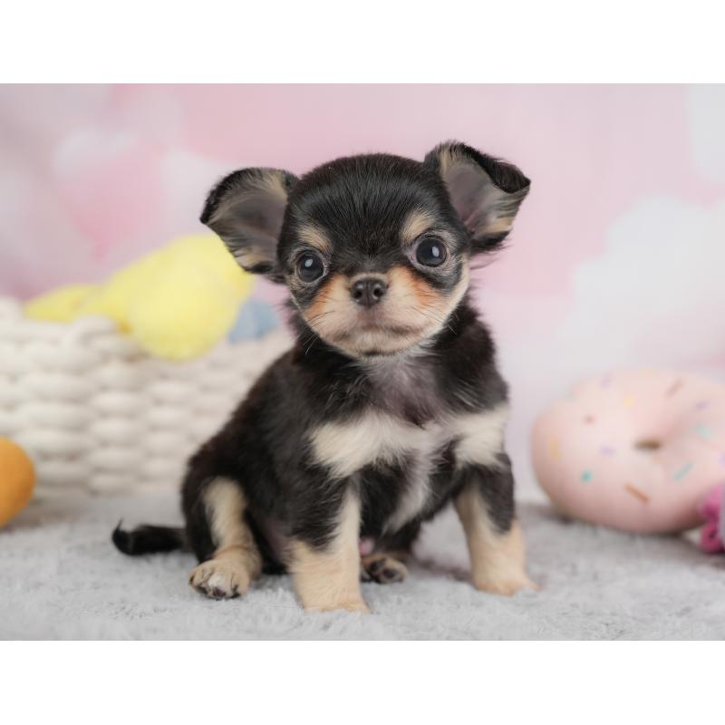 販売中の埼玉県のチワワ(ロングコート)-446729の7枚目