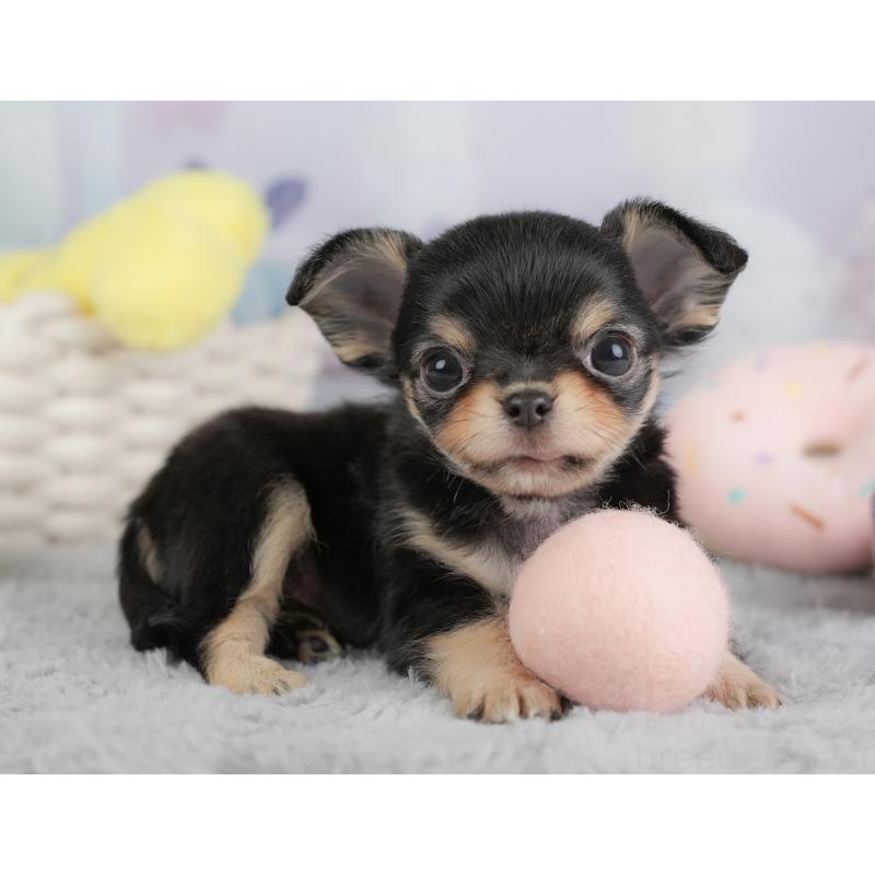 販売中の埼玉県のチワワ(ロングコート)-446729の5枚目