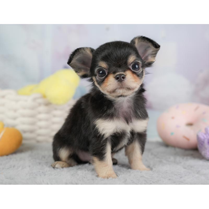 販売中の埼玉県のチワワ(ロングコート)-446729の4枚目