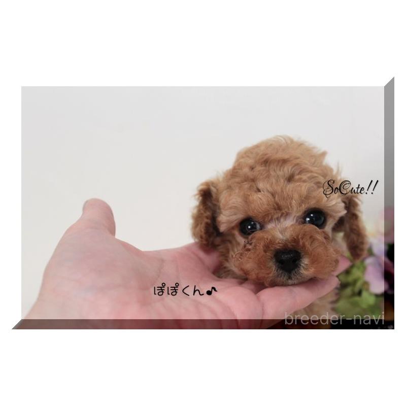 販売中の大阪府のタイニープードル-446736の6枚目
