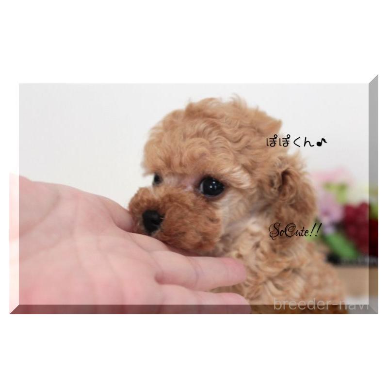 販売中の大阪府のタイニープードル-446736の5枚目