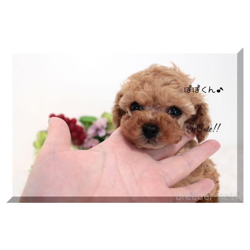販売中の大阪府のタイニープードル-446736の4枚目