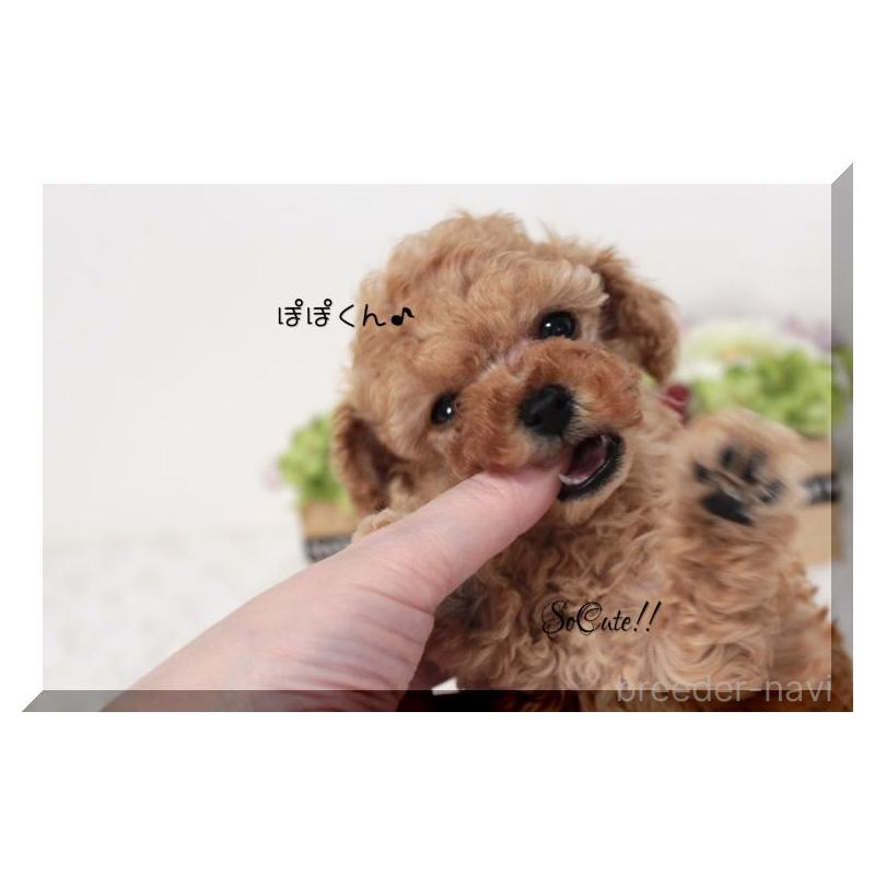 販売中の大阪府のタイニープードル-446736の3枚目