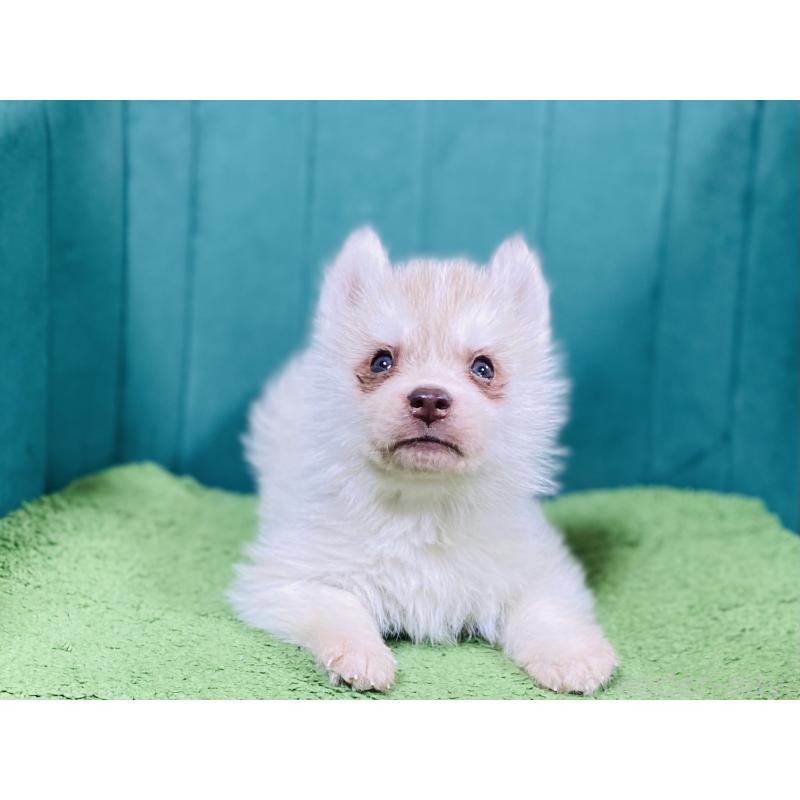 販売中の茨城県のシベリアンハスキー-446733の4枚目