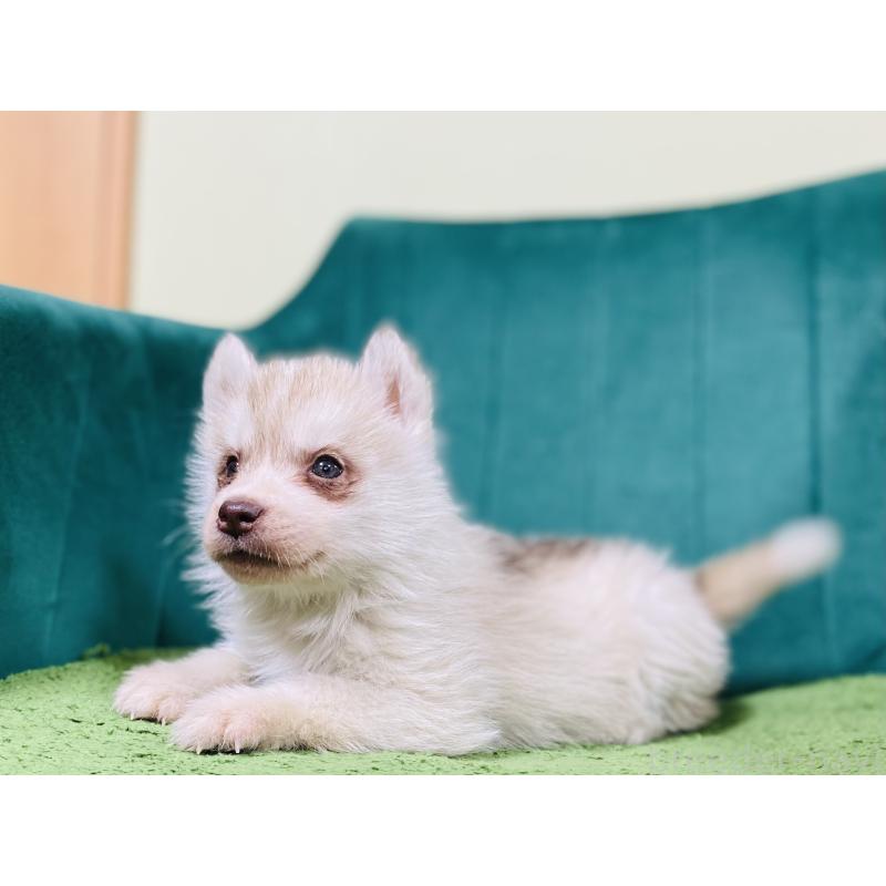 販売中の茨城県のシベリアンハスキー-446733の2枚目