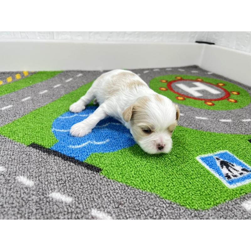 販売中の愛知県のキャバマル:キャバリア×マルチーズ-446734の6枚目