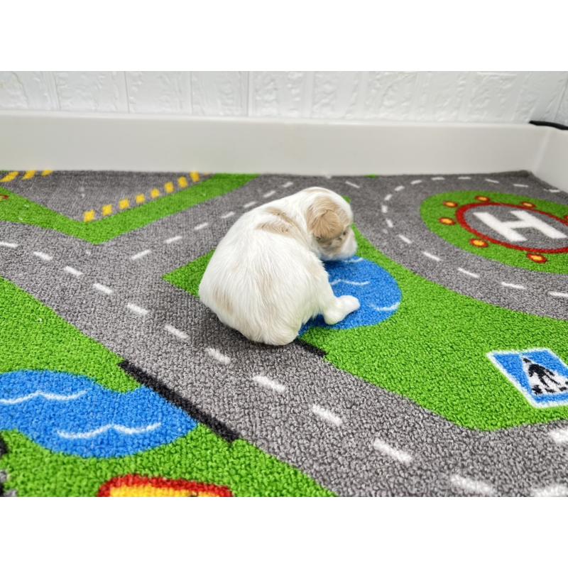 販売中の愛知県のキャバマル:キャバリア×マルチーズ-446734の3枚目