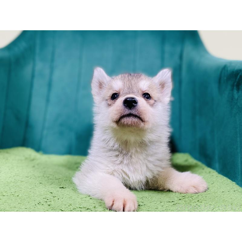 販売中の茨城県のシベリアンハスキー-446735の4枚目