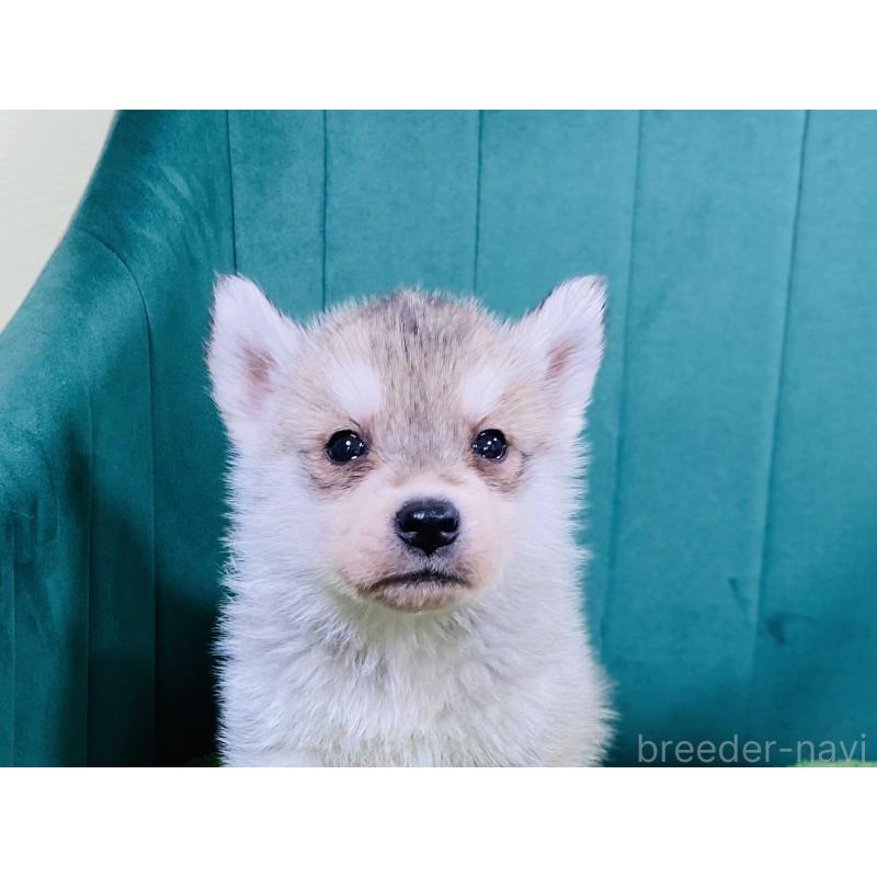 販売中の茨城県のシベリアンハスキー-446735の3枚目