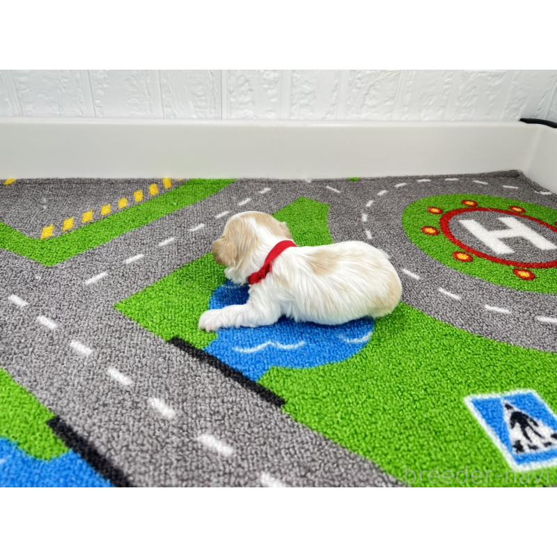 販売中の愛知県のキャバマル:キャバリア×マルチーズ-446738の6枚目