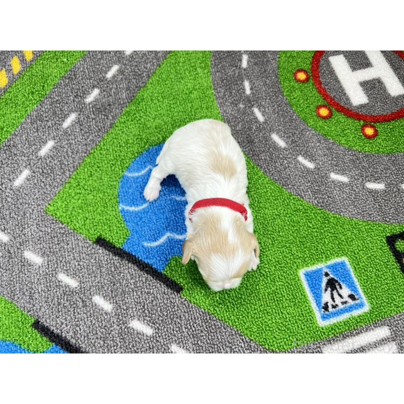 販売中の愛知県のキャバマル:キャバリア×マルチーズ-446738の5枚目