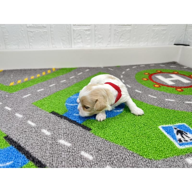 販売中の愛知県のキャバマル:キャバリア×マルチーズ-446738の4枚目