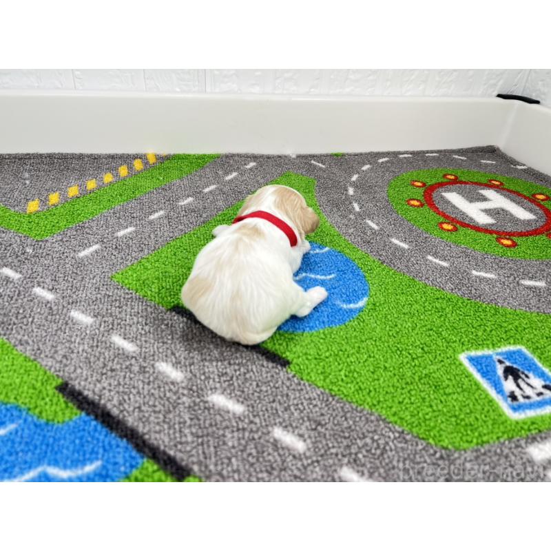 販売中の愛知県のキャバマル:キャバリア×マルチーズ-446738の3枚目