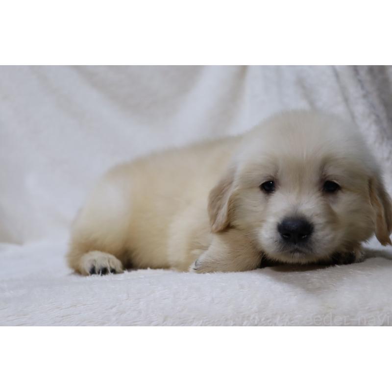 販売中の滋賀県のゴールデンレトリーバー-446739の9枚目