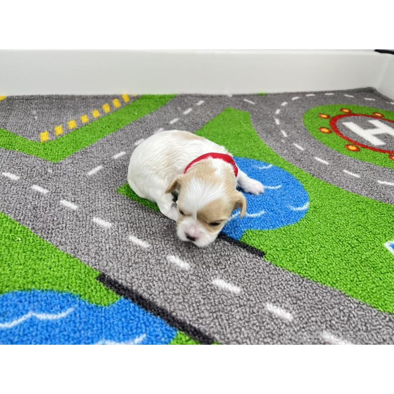 販売中の愛知県のキャバマル:キャバリア×マルチーズ-446738の2枚目