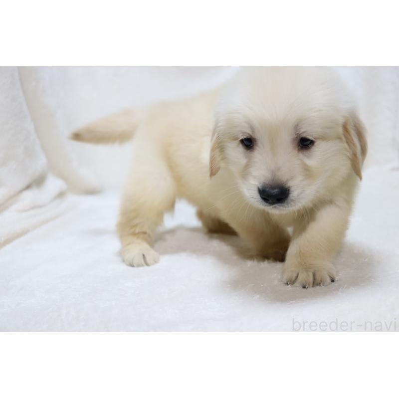 販売中の滋賀県のゴールデンレトリーバー-446739の8枚目