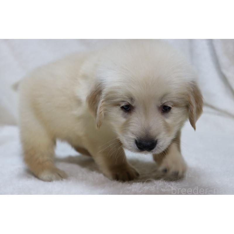 販売中の滋賀県のゴールデンレトリーバー-446739の7枚目