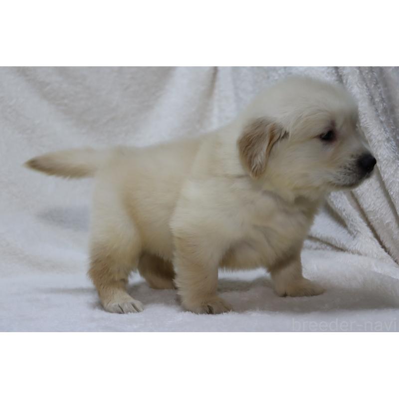 販売中の滋賀県のゴールデンレトリーバー-446739の6枚目