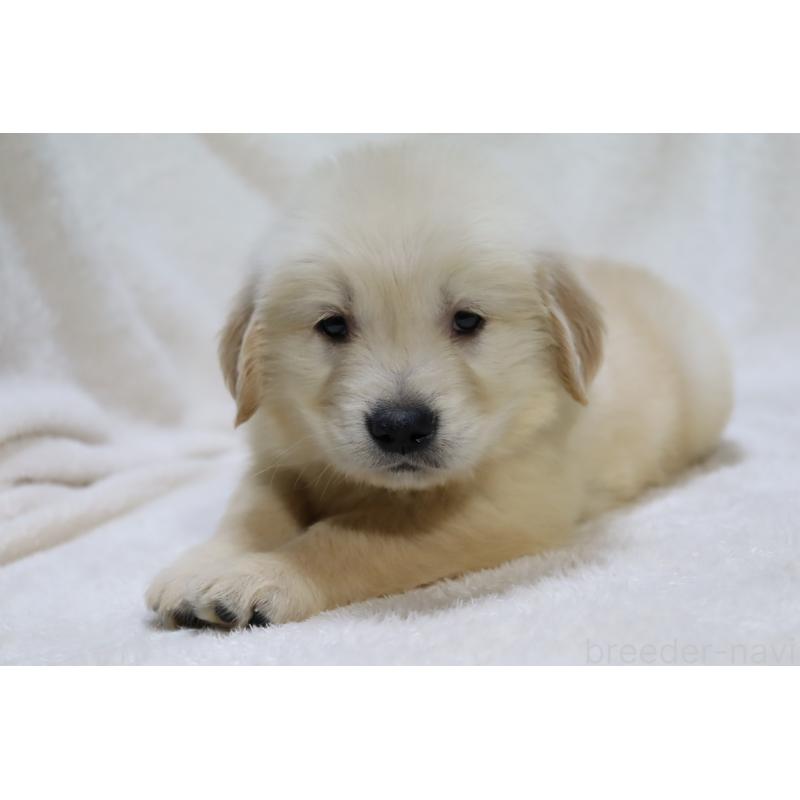 販売中の滋賀県のゴールデンレトリーバー-446739の5枚目