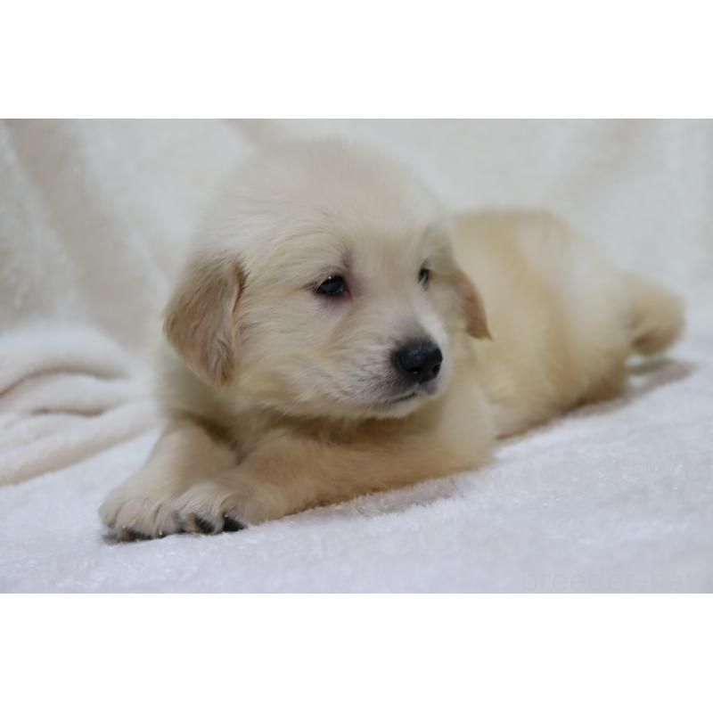 販売中の滋賀県のゴールデンレトリーバー-446739の4枚目