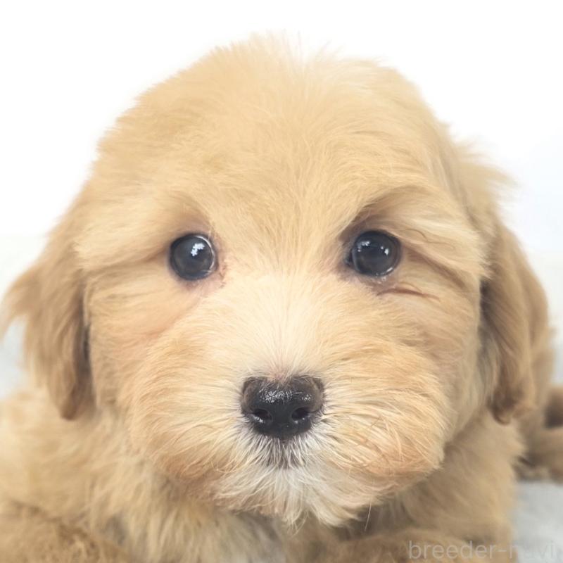 商談中の茨城県のマルプー:マルチーズ×トイプードル-444085