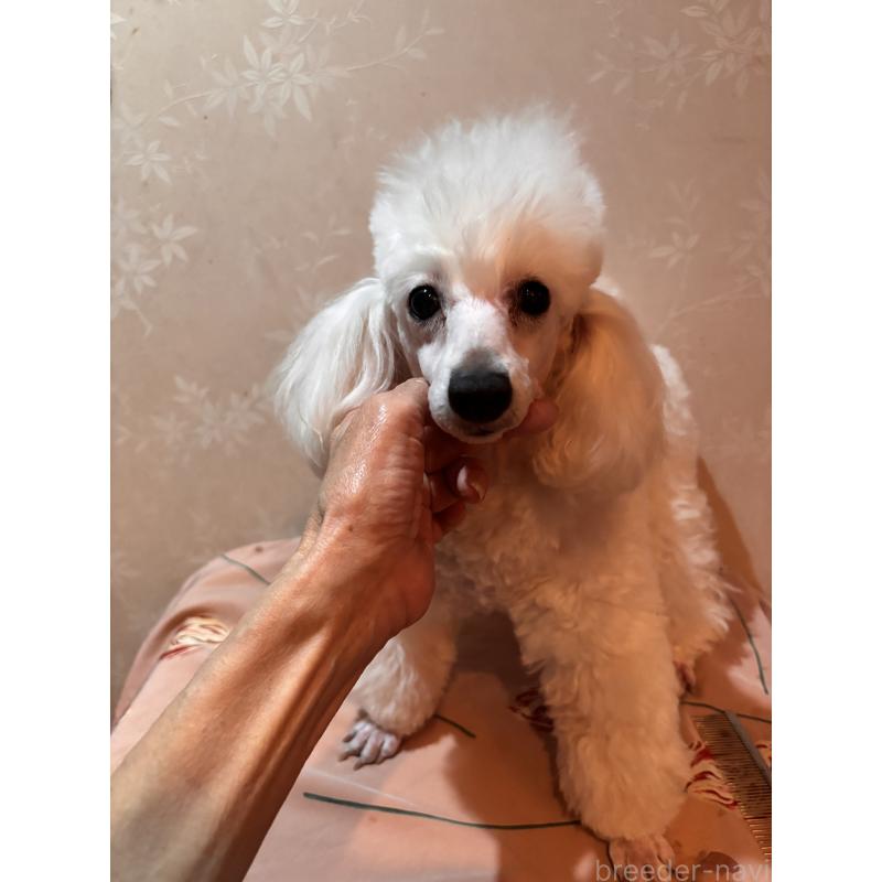 販売中の宮崎県のタイニープードル-446750の3枚目