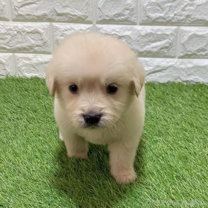 販売中の愛知県のゴールデンレトリーバー-444473