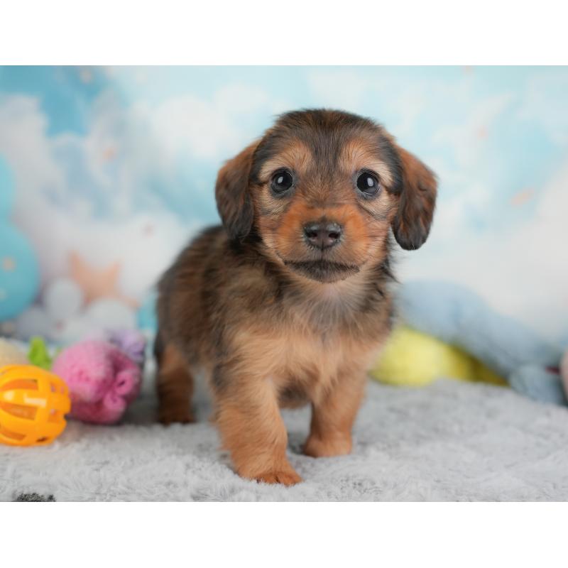 成約済の埼玉県のカニンヘンダックスフンド(ロングヘアード)-446742の12枚目