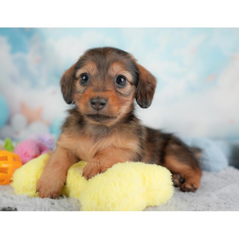 成約済の埼玉県のカニンヘンダックスフンド(ロングヘアード)-446742の11枚目