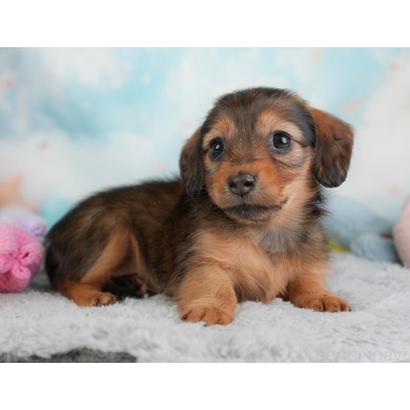 成約済の埼玉県のカニンヘンダックスフンド(ロングヘアード)-446742の10枚目