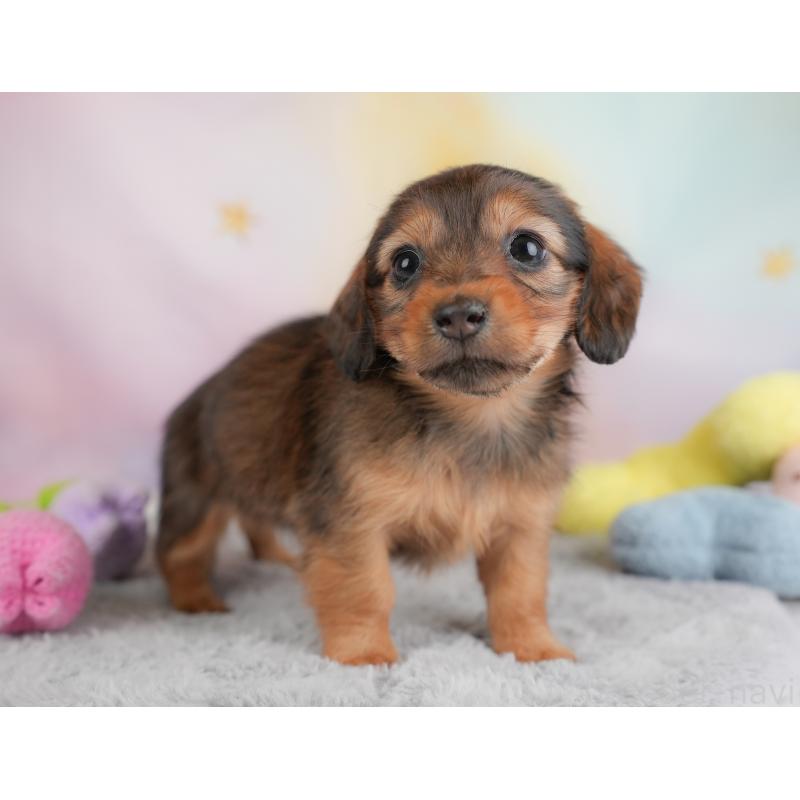 成約済の埼玉県のカニンヘンダックスフンド(ロングヘアード)-446742の9枚目