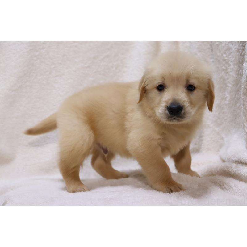 販売中の滋賀県のゴールデンレトリーバー-446745の11枚目