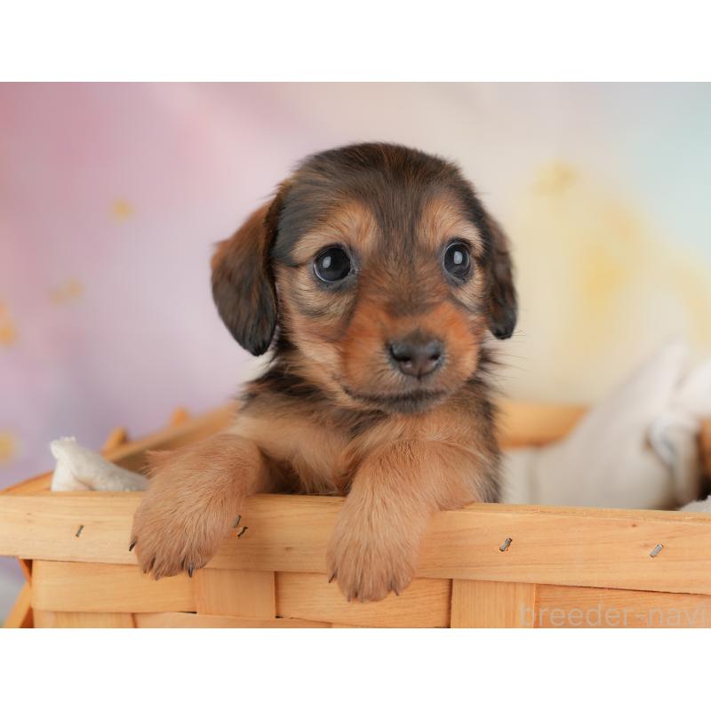 成約済の埼玉県のカニンヘンダックスフンド(ロングヘアード)-446742の5枚目