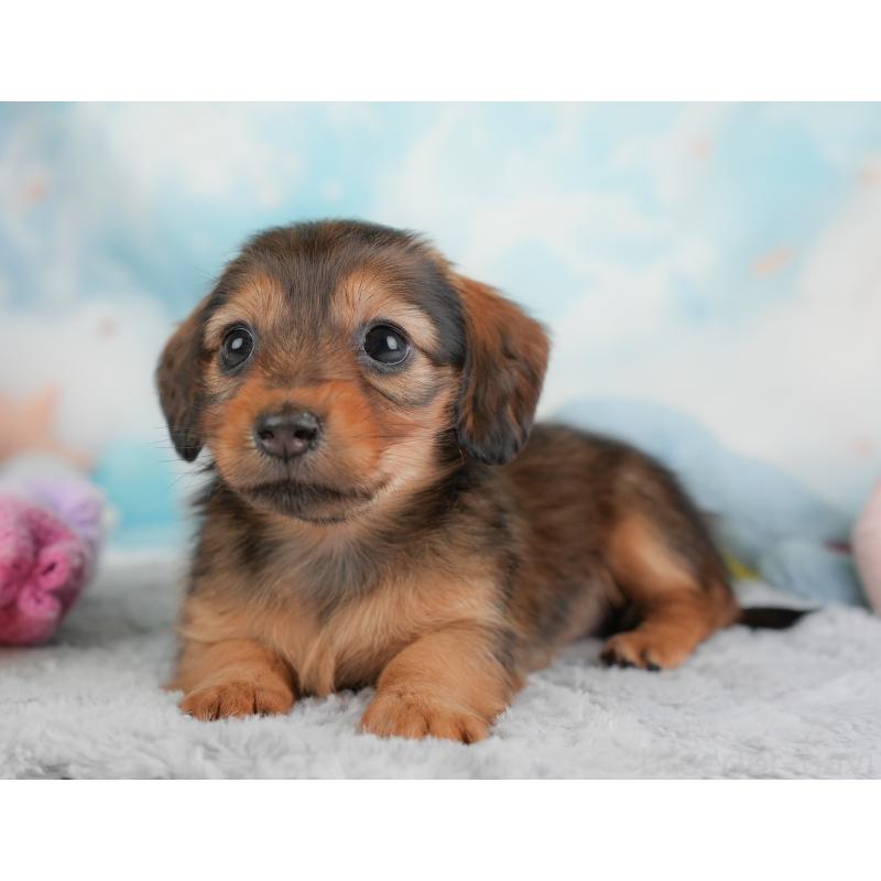 成約済の埼玉県のカニンヘンダックスフンド(ロングヘアード)-446742の4枚目