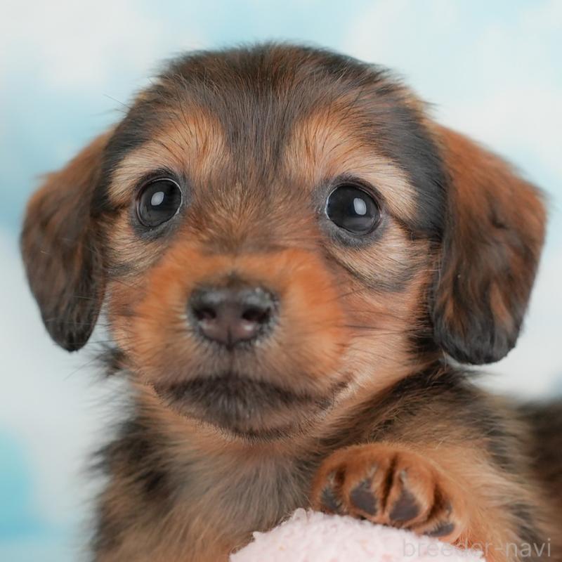 販売中の埼玉県のカニンヘンダックスフンド(ロングヘアード)-446742