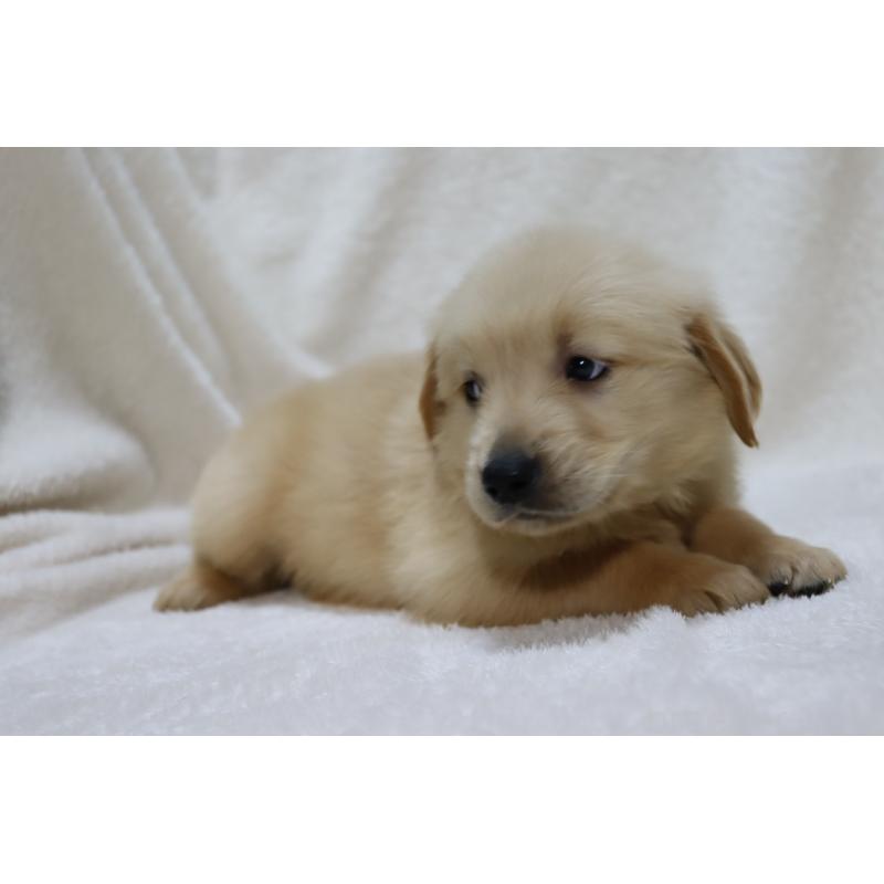 販売中の滋賀県のゴールデンレトリーバー-446745の9枚目