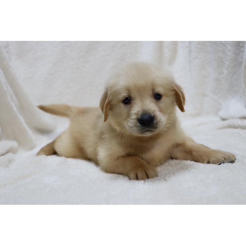 販売中の滋賀県のゴールデンレトリーバー-446745の8枚目