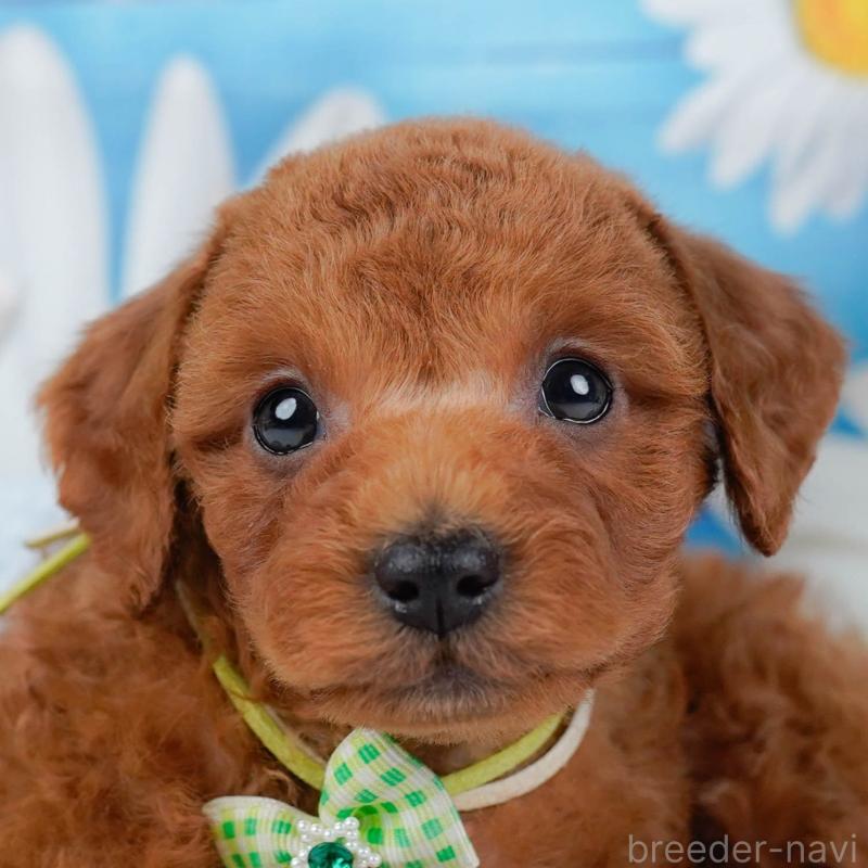 販売中の神奈川県のトイプードル-446748の1枚目