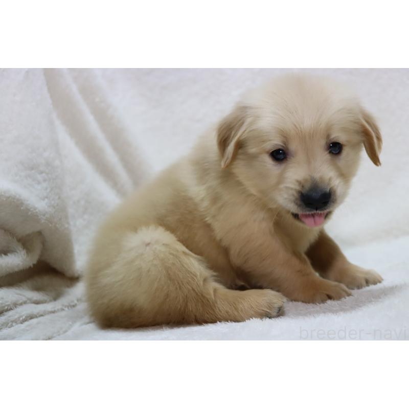 販売中の滋賀県のゴールデンレトリーバー-446745の7枚目