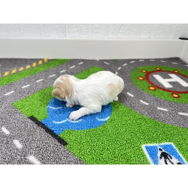 販売中の愛知県のキャバマル:キャバリア×マルチーズ-446743の5枚目