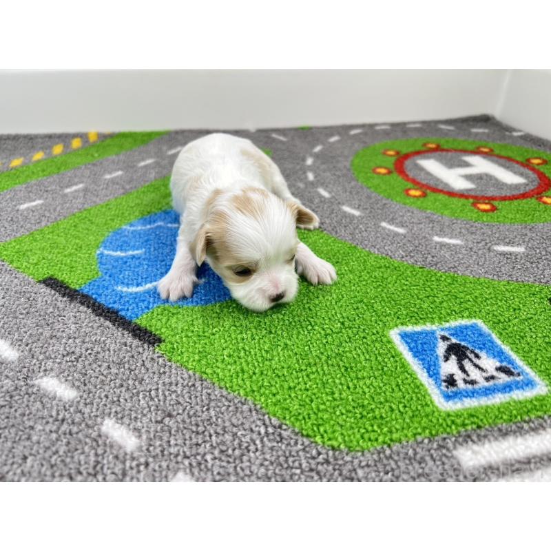 販売中の愛知県のキャバマル:キャバリア×マルチーズ-446743の3枚目