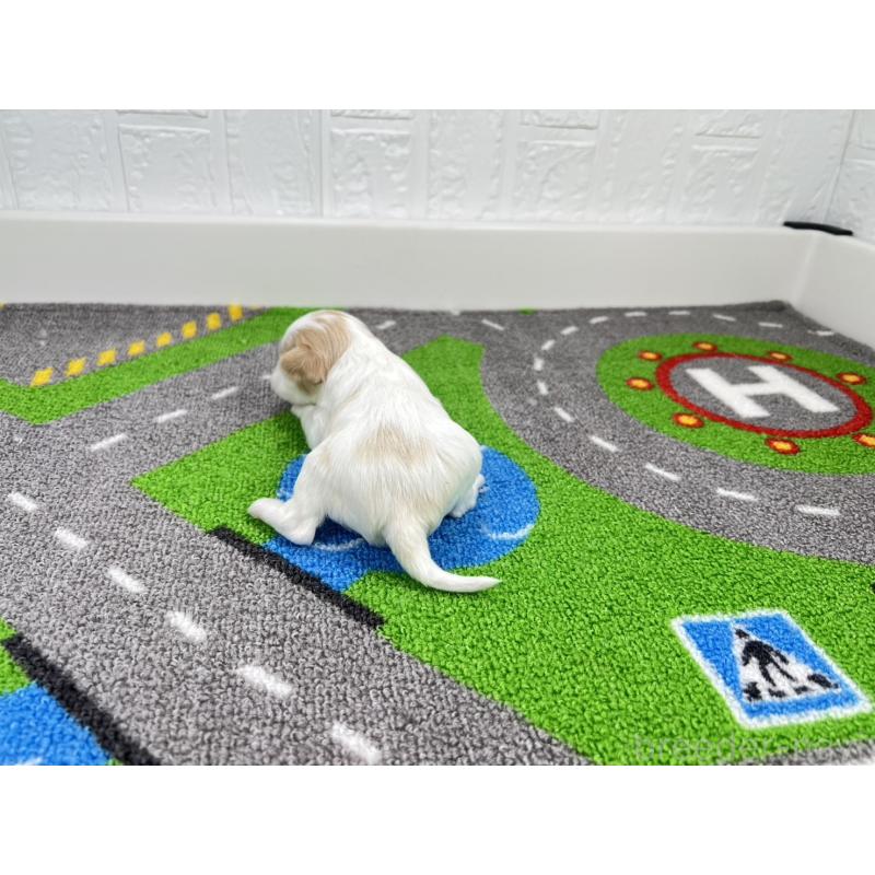 販売中の愛知県のキャバマル:キャバリア×マルチーズ-446743の2枚目