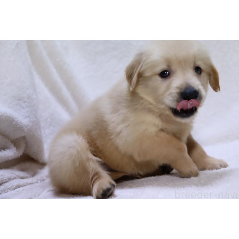 販売中の滋賀県のゴールデンレトリーバー-446745の6枚目