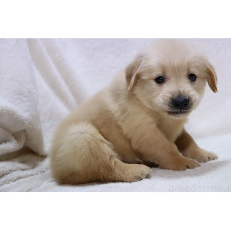 販売中の滋賀県のゴールデンレトリーバー-446745の5枚目